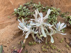 Pseudognaphalium stramineum