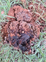 Pisolithus