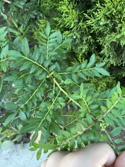 Zanthoxylum