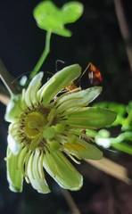 Passiflora rovirosae