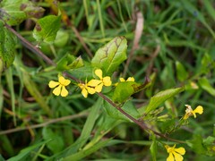 Goodenia ovata