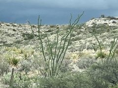Fouquieria splendens