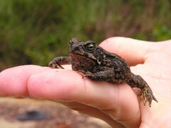 Rhinella