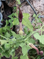 Aristolochia wrightii