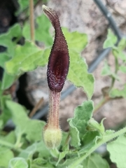 Aristolochia wrightii