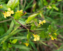Goodenia ovata