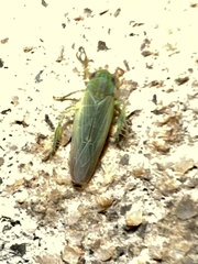 Graminella nigrifrons