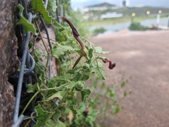 Aristolochia wrightii