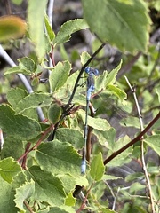 Odonata