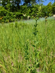 Campanula bononiensis