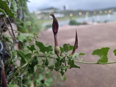 Aristolochia wrightii