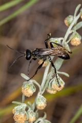 Sphecinae