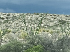 Fouquieria splendens
