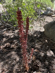 Pterospora andromedea