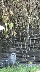 Ictinia mississippiensis