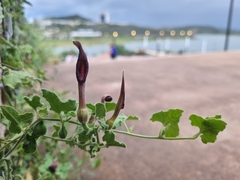 Aristolochia wrightii