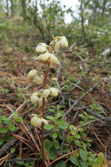 Pyrola chlorantha