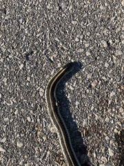 Thamnophis radix