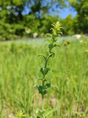 Campanula bononiensis