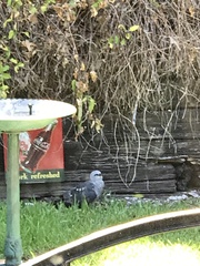 Ictinia mississippiensis