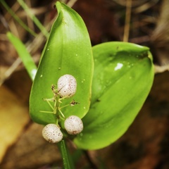 Maianthemum canadense