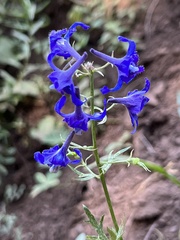 Delphinium