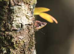 Hypochrysops narcissus