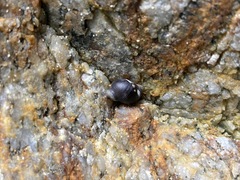 Littorina