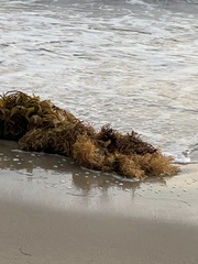 Macrocystis pyrifera