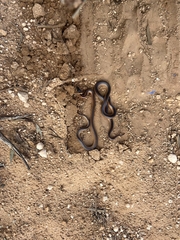 Suta nigriceps