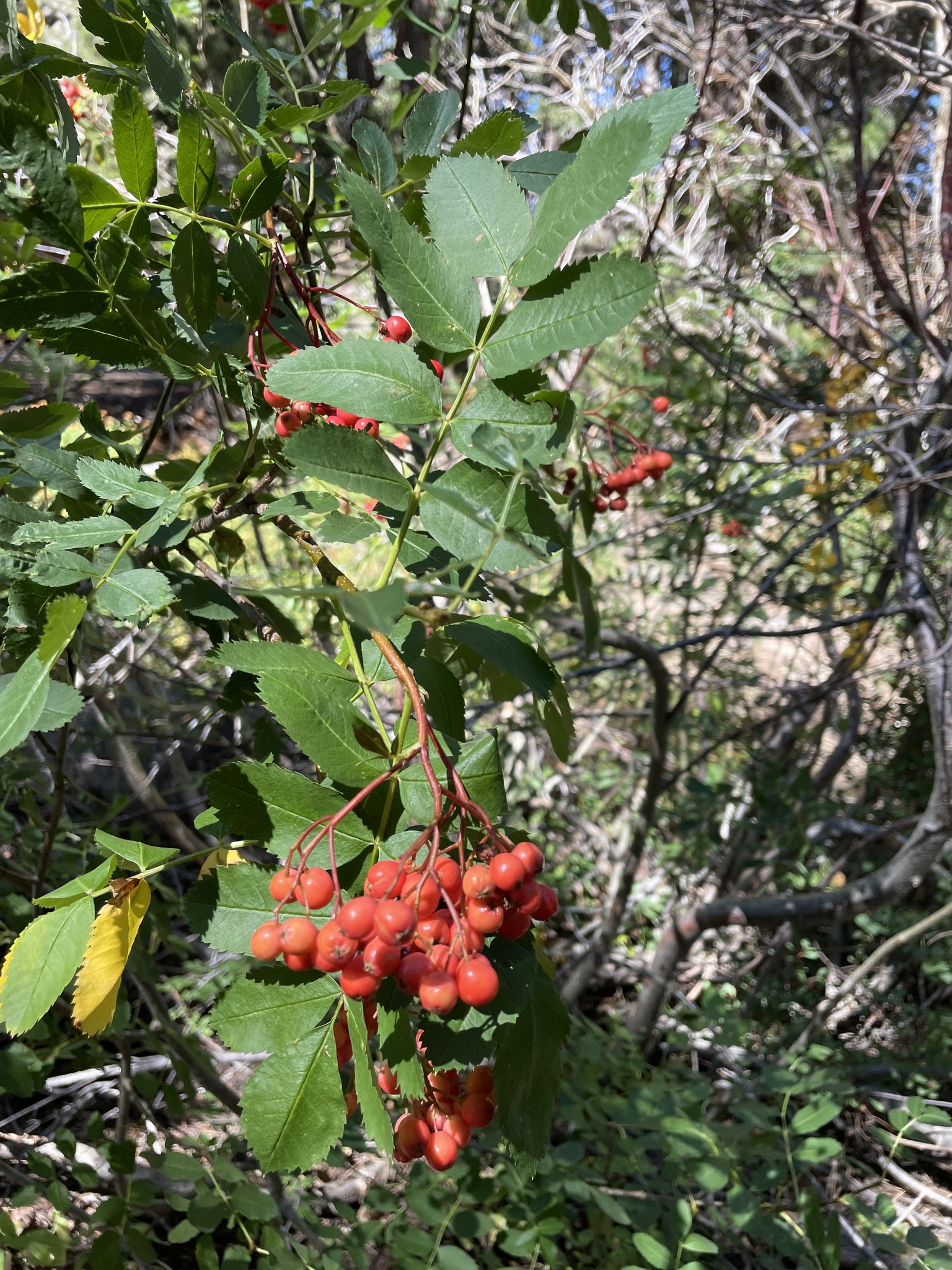 Sorbus californica