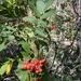 Sorbus californica - Photo (c) botanybraid,  זכויות יוצרים חלקיות (CC BY-NC)