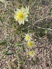 Mentzelia multiflora