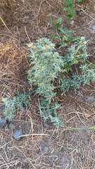 Gnaphalium uliginosum