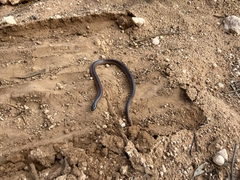 Suta nigriceps