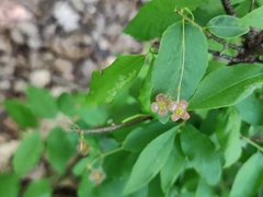 Euonymus verrucosus