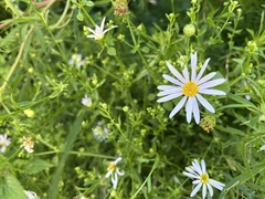 Aster