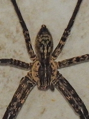 Cupiennius coccineus