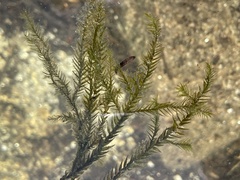 Fontinalis antipyretica