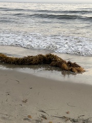 Macrocystis pyrifera