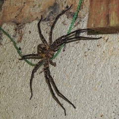 Cupiennius coccineus