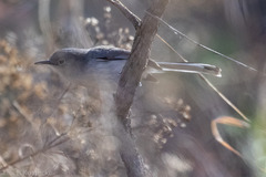 Polioptila nigriceps