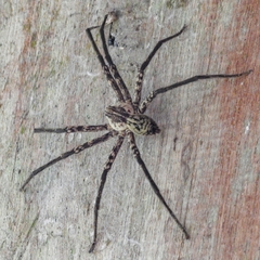 Cupiennius coccineus