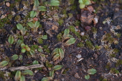 Riccia