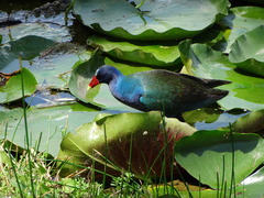 Porphyrio martinica