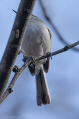 Polioptila nigriceps