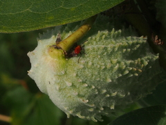 Oncopeltus fasciatus