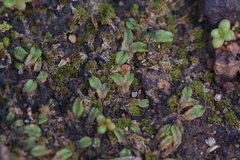 Riccia