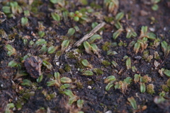Riccia