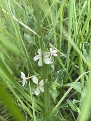 Tetraclea coulteri